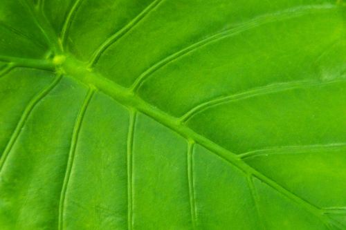 Green Leaf Detail