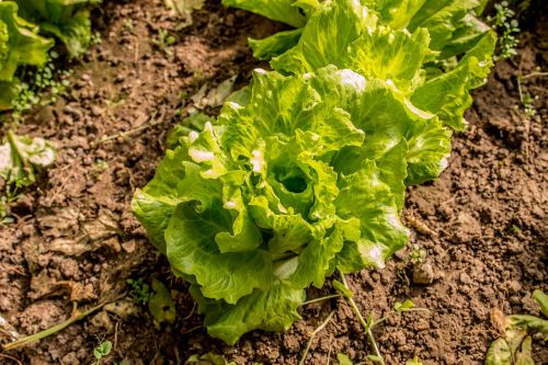 green leaf lettuce agriculture food