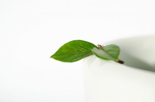 Green Leaf On White Bowl
