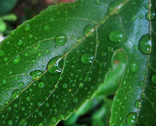 Green Leaf With Raindrops