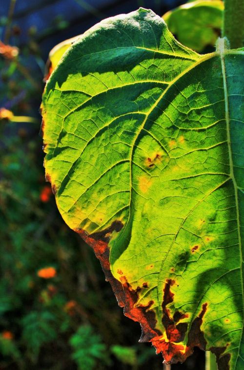 Green Leaf With Russet Edging