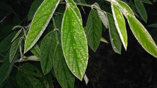 green leaf with water water with leaves green water leaves