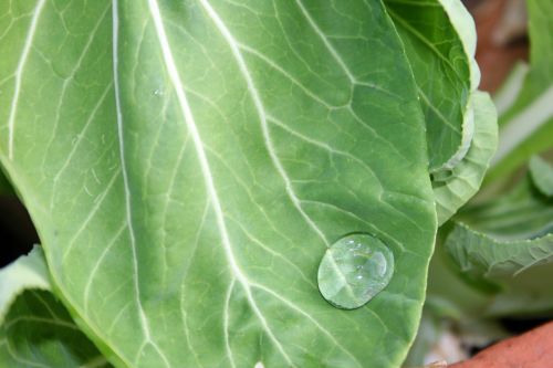 Green Leaf With Water Globule