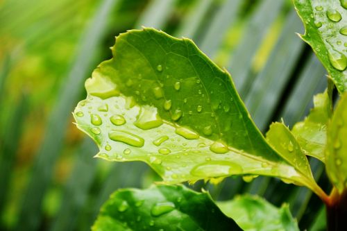 green leafs leaves water drops