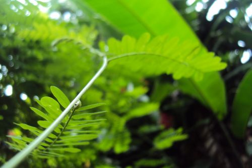 Green Leafs