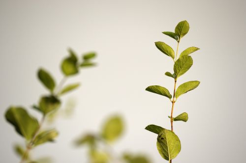 green leaves leaves stem