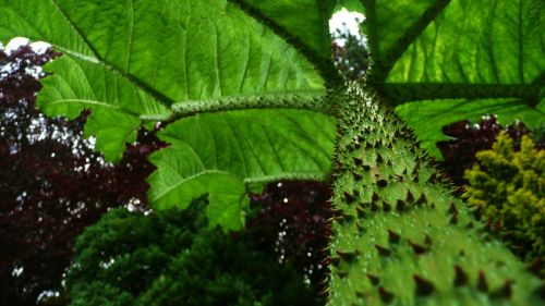 Green Leaves