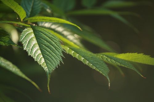 green leaves perennial summer