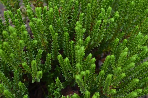 Green Leaves