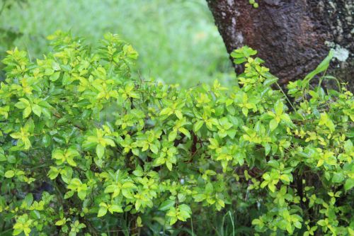 Green Leaves