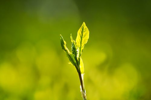 Green Leaves