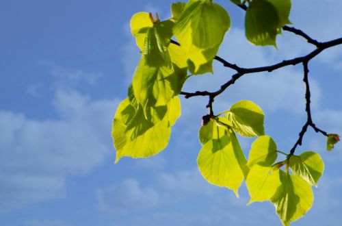 Green Leaves