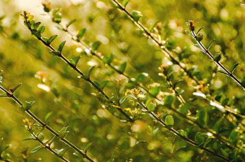 Green Leaves