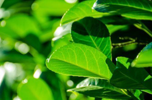 Green Leaves