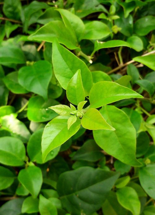 Green Leaves