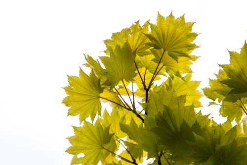 Green Leaves