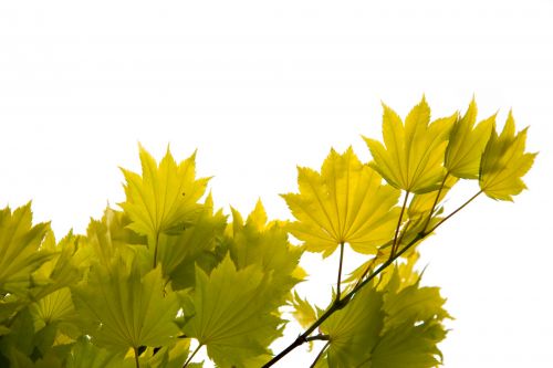 Green Leaves