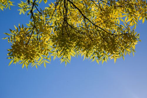 Green Leaves