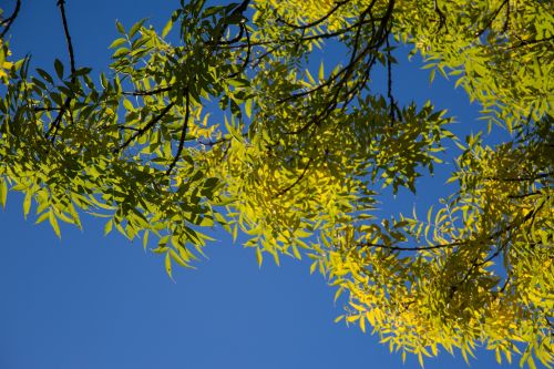 Green Leaves