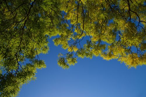 Green Leaves