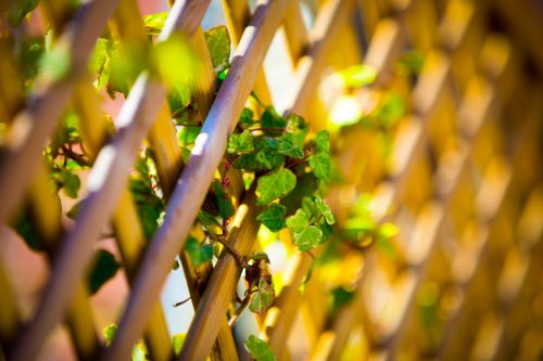 Green Leaves