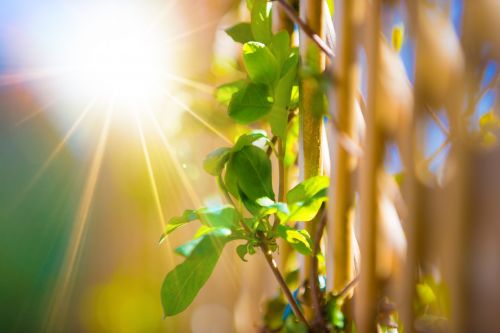 Green Leaves