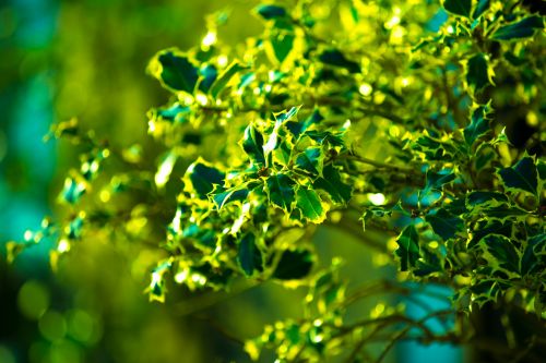 Green Leaves