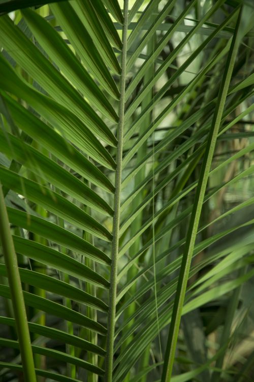 Green Leaves