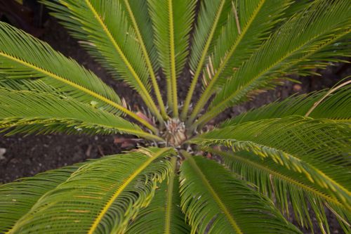 Green Leaves