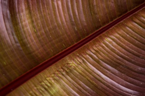 Green Leaves