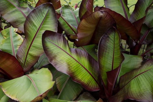 Green Leaves