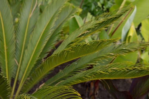 Green Leaves