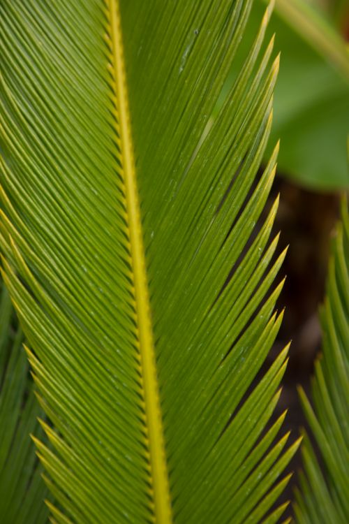 Green Leaves