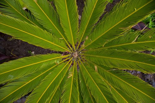 Green Leaves