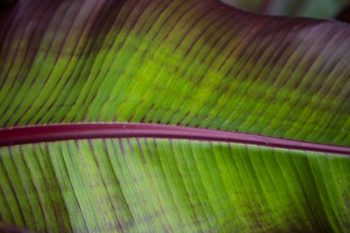 Green Leaves