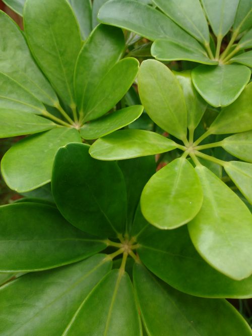 Green Leaves