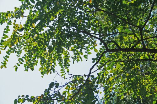 Green Leaves