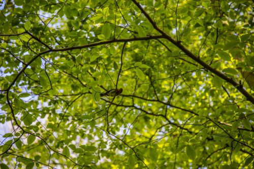 Green Leaves