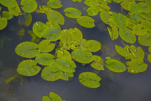 Green Leaves