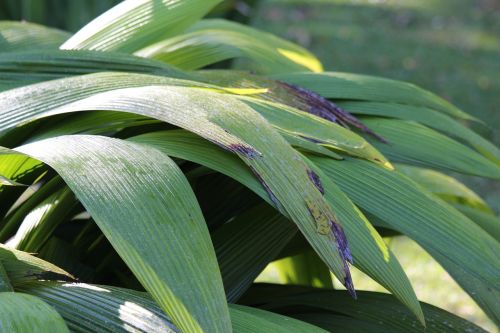 green leaves plant leaves