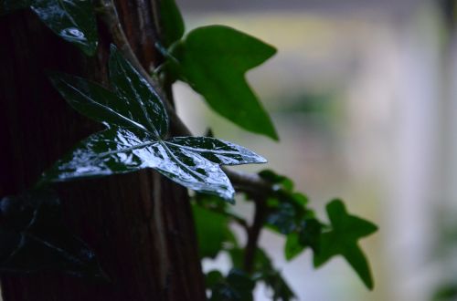 green leaves ivy leaf