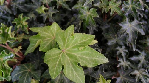 green leaves nature plant