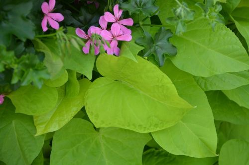 green leaves green leaf shape heart