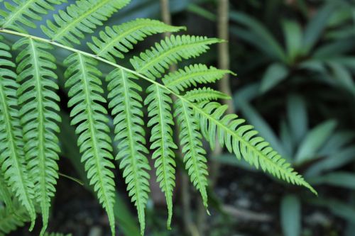 Green Leaves 3