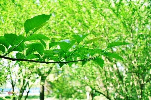 green leaves plant tree