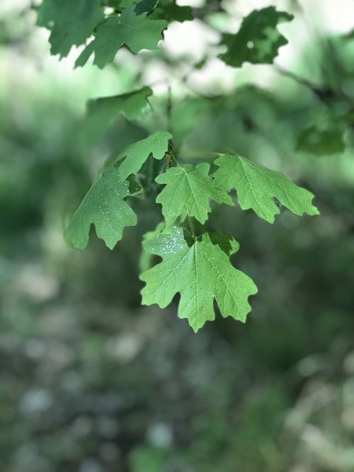 green leaves  arizona  green