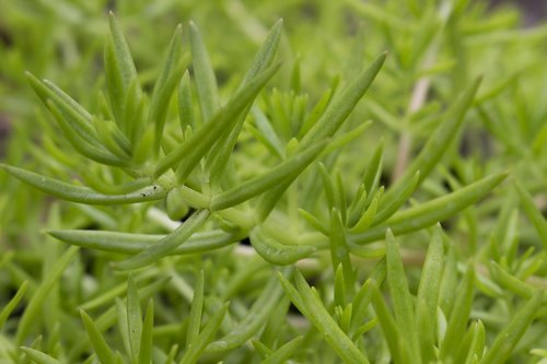 green leaves  flower  garden