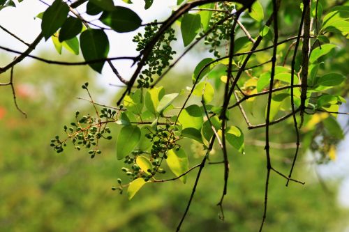 Green Leaves Against The Light