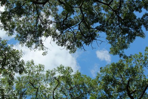 Green Leaves And Blue Sky