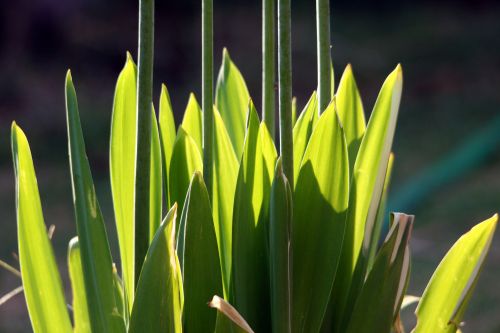 Green Leaves And Long Stems